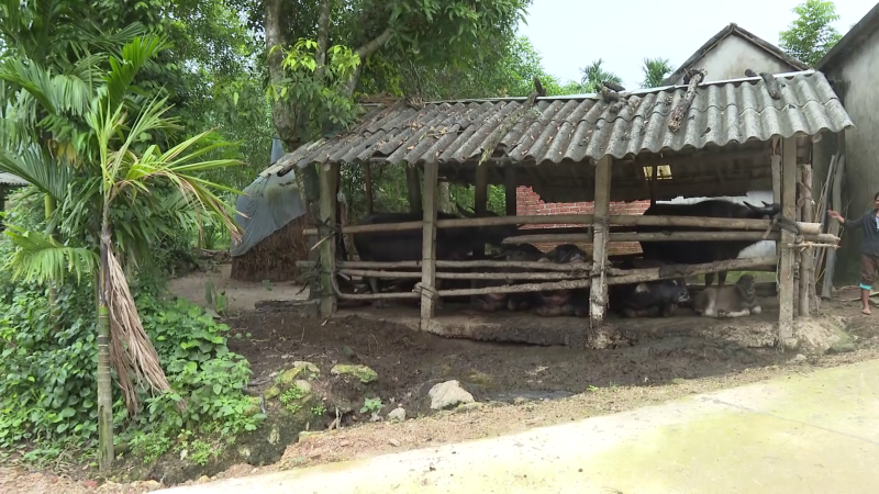 Bảo vệ đàn gia súc trước đợt rét lạnh