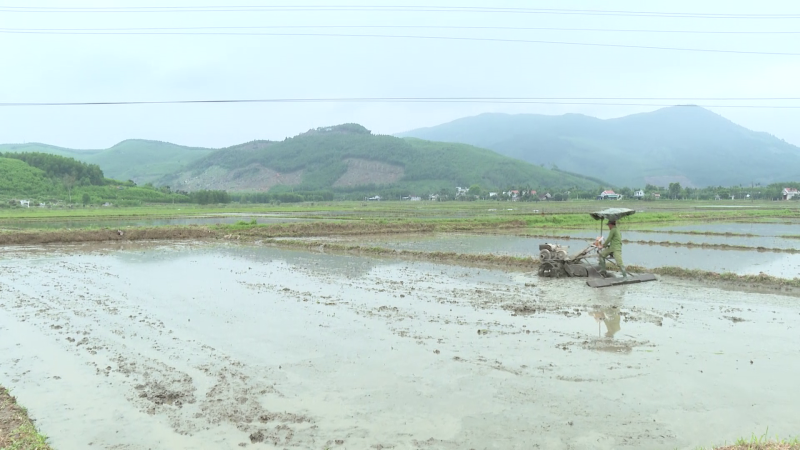 Bảo vệ lúa Đông Xuân trước mưa lớn và rét, lạnh