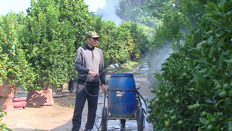 Đa dạng thị trường cây cảnh Tết