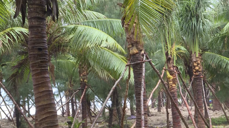 Thành phố Quảng Ngãi trồng dừa ở bãi biển Mỹ Khê