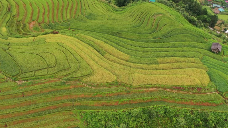 Lần đầu tiên tổ chức Lễ hội hoa tớ dày ở Mù Cang Chải