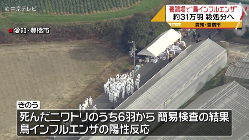 Dịch cúm gia cầm diễn biến phức tạp tại Nhật Bản