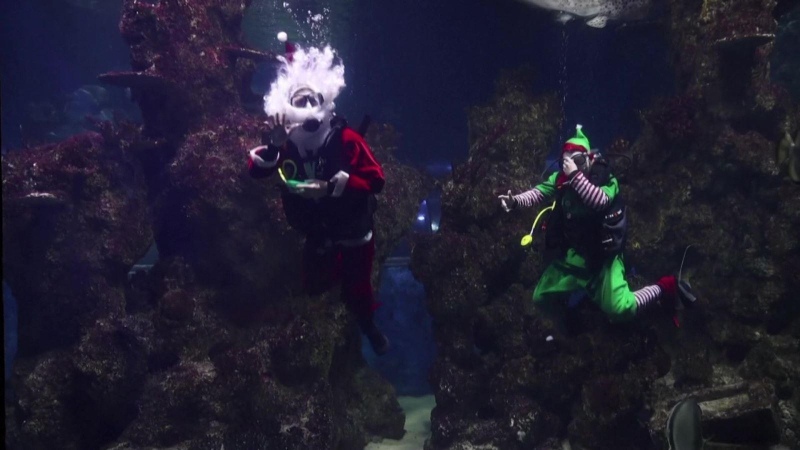 Ông già Noel bơi cùng cá mập tại Malta