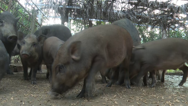 Nhân rộng mô hình giảm nghèo