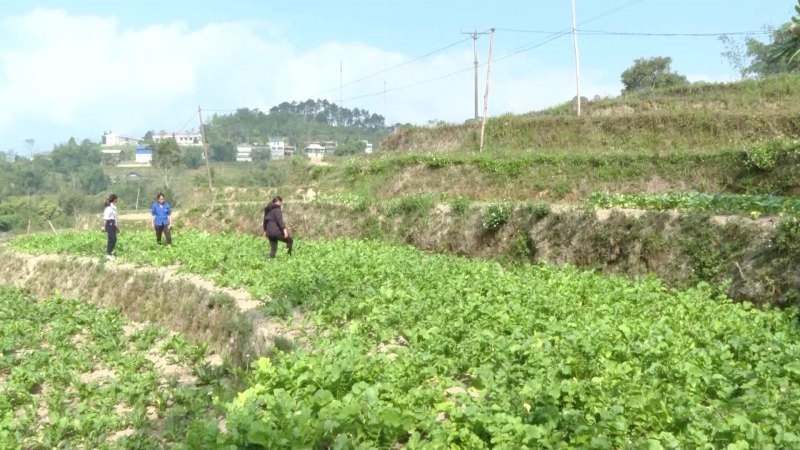 Liên kết cung cấp rau an toàn đến bếp ăn nhà trường