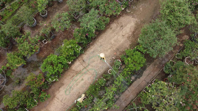 Làng hoa Mê Linh sẵn sàng tổ chức festival hoa đầu tiên