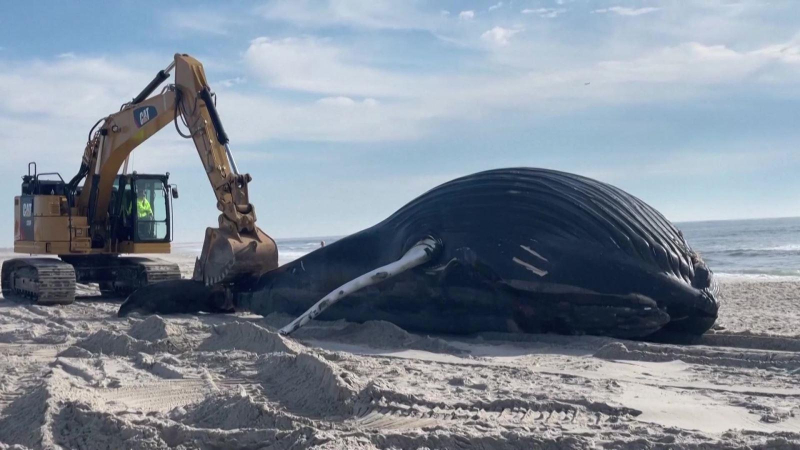 Cá voi lưng gù dạt vào bờ biển New York