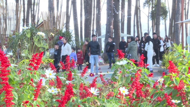 Cao nguyên Mộc Châu đón hàng vạn lượt khách du Xuân