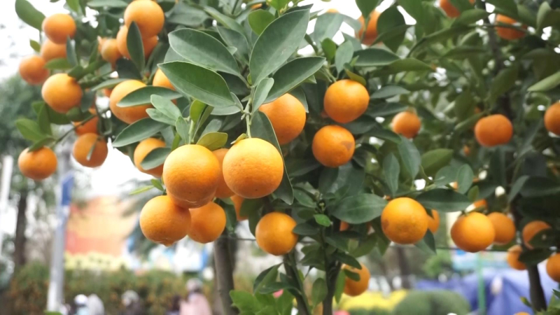 Chợ hoa xu&acirc;n Qu&yacute; M&atilde;o