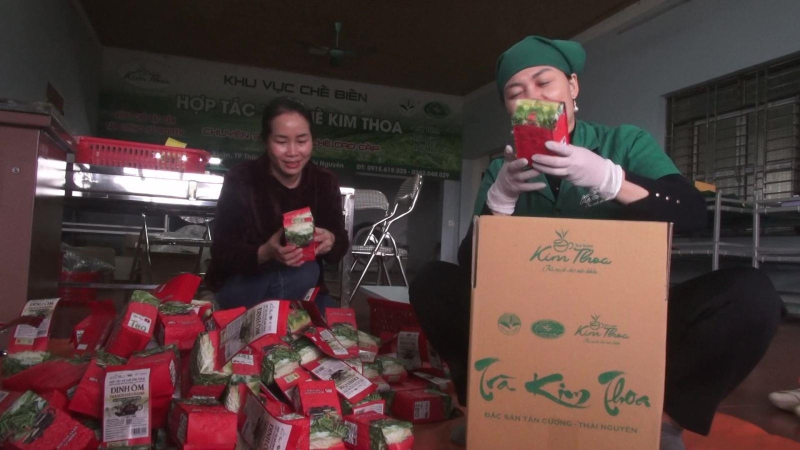 Chè Thái Nguyên bội thu dịp Tết