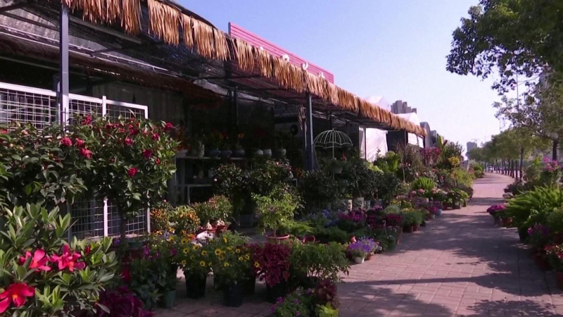 Sắc hoa ngày Tết các nước châu Á