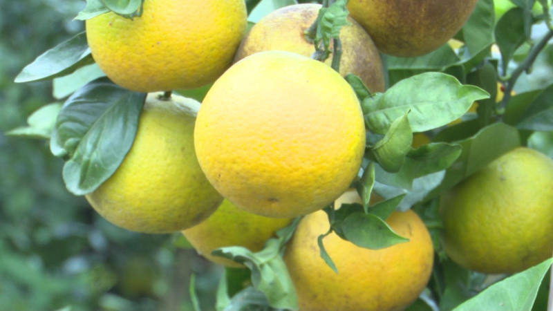 Đặc sản cam "tiến Vua" vào vụ Tết