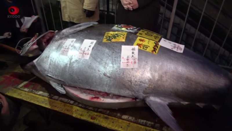 Nhộn nhịp đấu giá cá ngừ đầu năm tại Nhật Bản