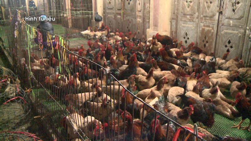 Không tiêu thụ sản phẩm gia cầm không rõ nguồn gốc