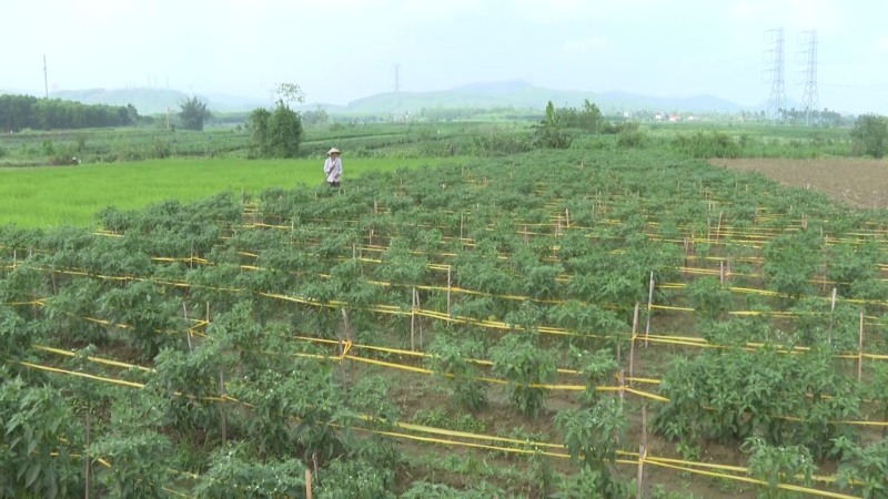 Mưa nhiều, cây ớt kém phát triển