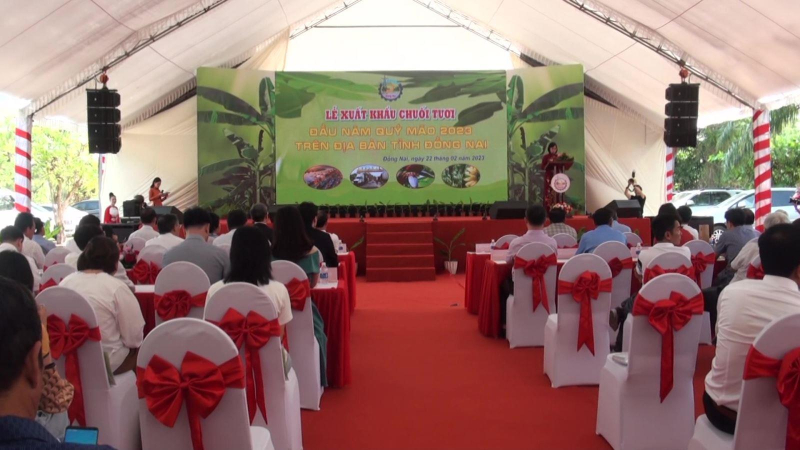 Đồng Nai xuất khẩu 8 container chuối tươi sang Trung Quốc