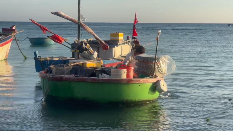 Mùa câu cá Đổng ở đảo Lý Sơn