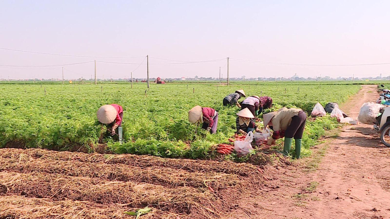 Nhộn nhịp xuất khẩu nông sản đầu năm