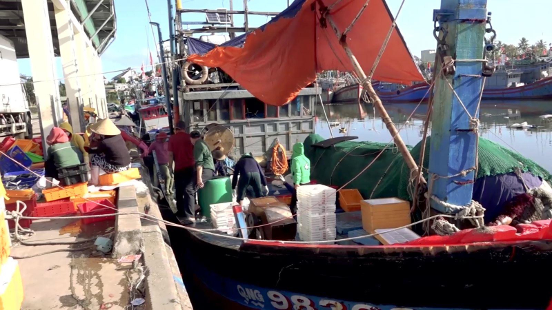 Cá về từ Hoàng Sa, Trường Sa