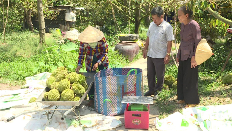 Nhu cầu cao, giá sầu riêng tăng vọt