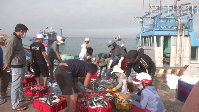 Lý Sơn nhiều tàu cá trúng đậm đầu năm