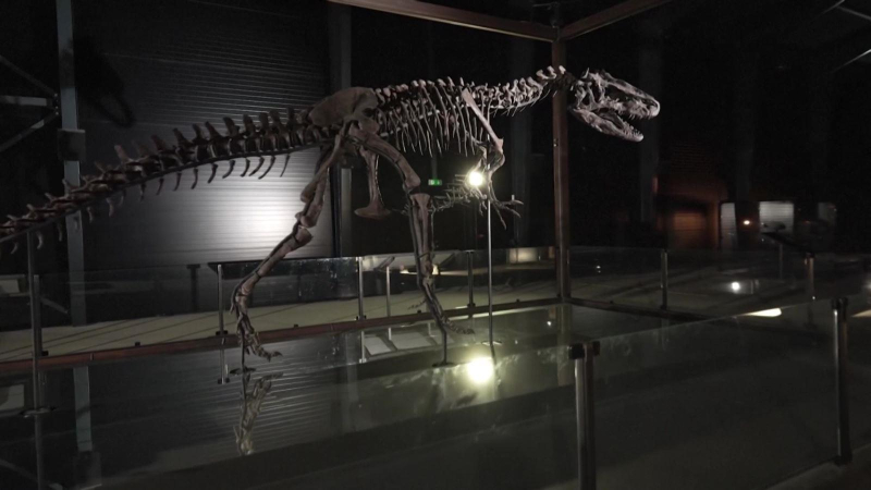 Bảo tàng mới về hóa thạch khủng long
