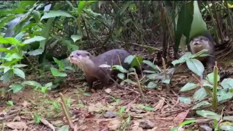 Cứu hộ, bảo tồn nhiều loài động vật quý hiếm