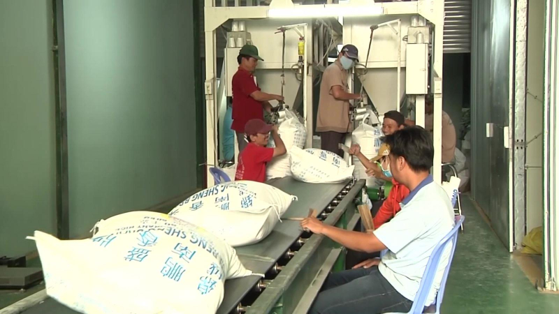 Giá trị xuất khẩu gạo Việt tăng đột biến