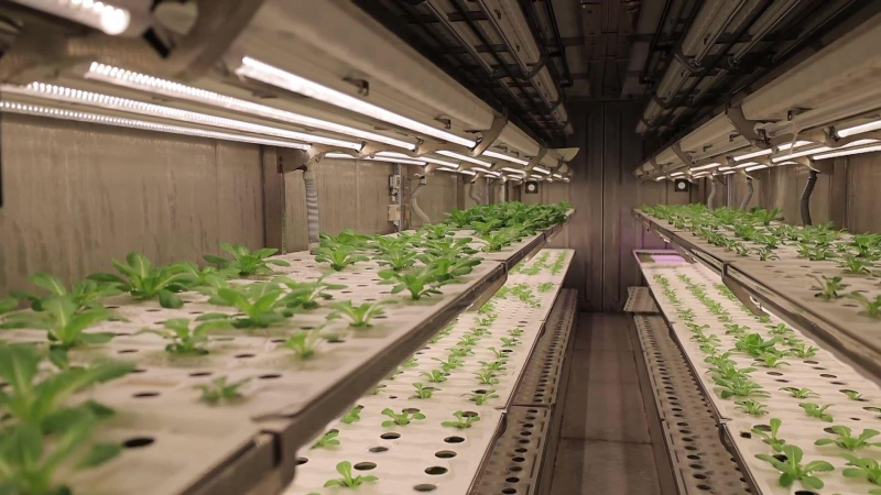 Container rau xanh - mô hình của tương lai