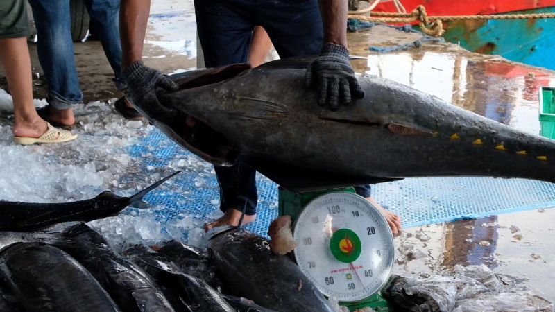 Xuất khẩu cá ngừ sang thị trường nhỏ tăng vọt