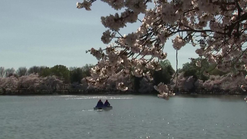 Mùa anh đào khoe sắc ở Washington (Mỹ)