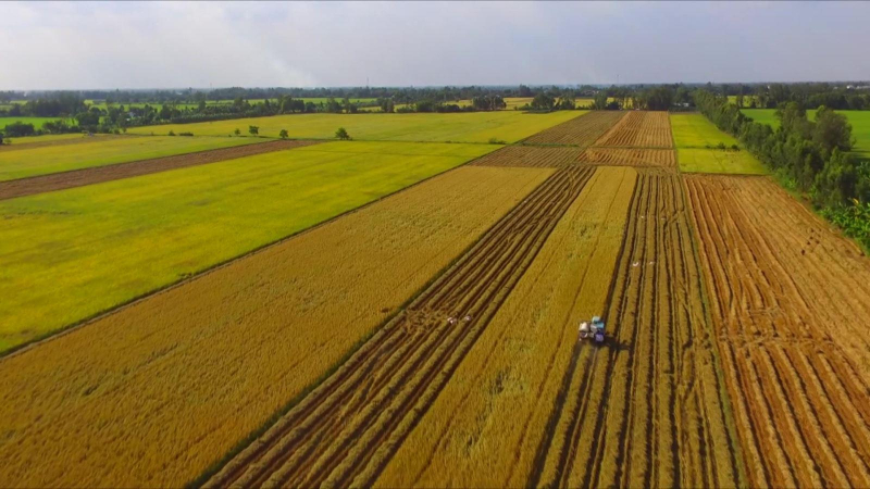 Gi&aacute; gạo xuất khẩu Việt Nam cao nhất thế giới