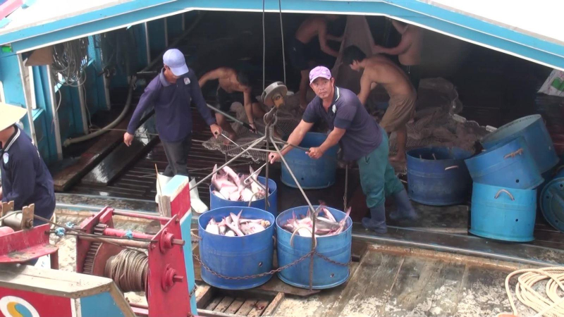 VASEP đề xuất giảm thế nhập khẩu thức ăn chăn nuôi