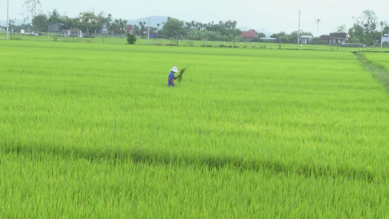 Trích ngân sách mua thuốc diệt chuột, ốc bươu vàng