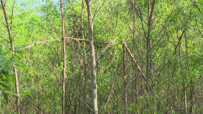 Tìm nguyên nhân cây keo bị bệnh