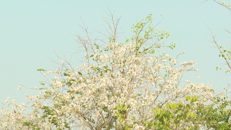 Sắp diễn ra lễ hội hoa ban và lễ hội cà phê