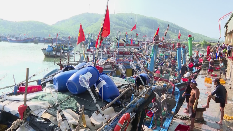 Vùng biển Mỹ Á trúng mùa cá cơm