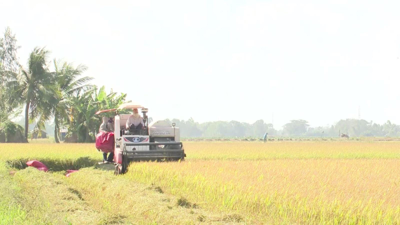 Xuất khẩu gạo Việt Nam sẽ tăng cao