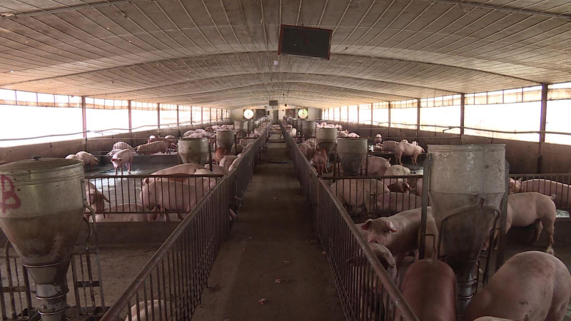 Đồng Nai di dời hơn 3.000 cơ sở chăn nuôi