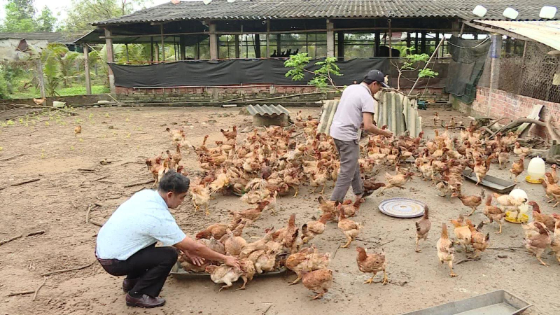 Tăng cường phòng, chống cúm gia cầm lây sang người