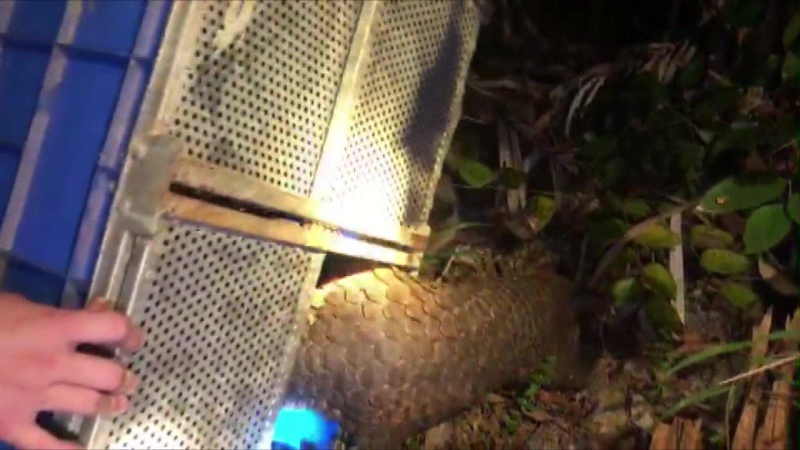 Thả nhiều cá thể động vật hoang dã, quý hiếm về rừng