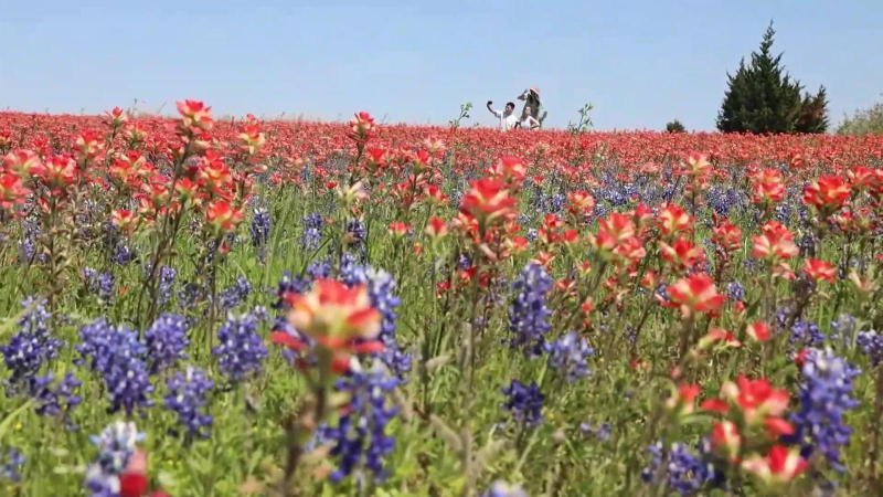 Rực rỡ lệ hội đường hoa BLUEBONNET ở Mỹ