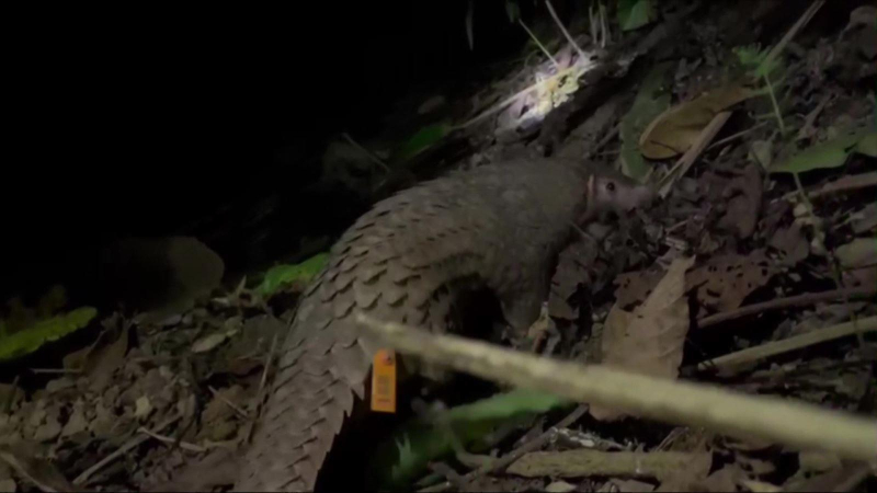 Tái thả thành công 15 cá thể tê tê Java về lại tự nhiên