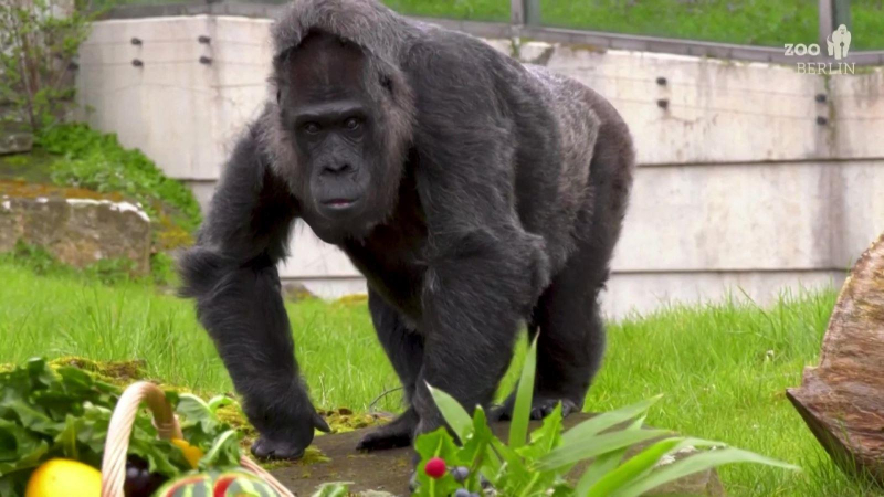 Khỉ đột thọ nhất thế giới đón sinh nhật 66 tuổi