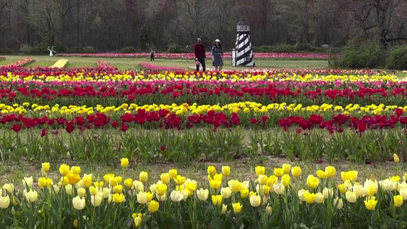 Mùa hoa tulip rực rỡ tại Mỹ