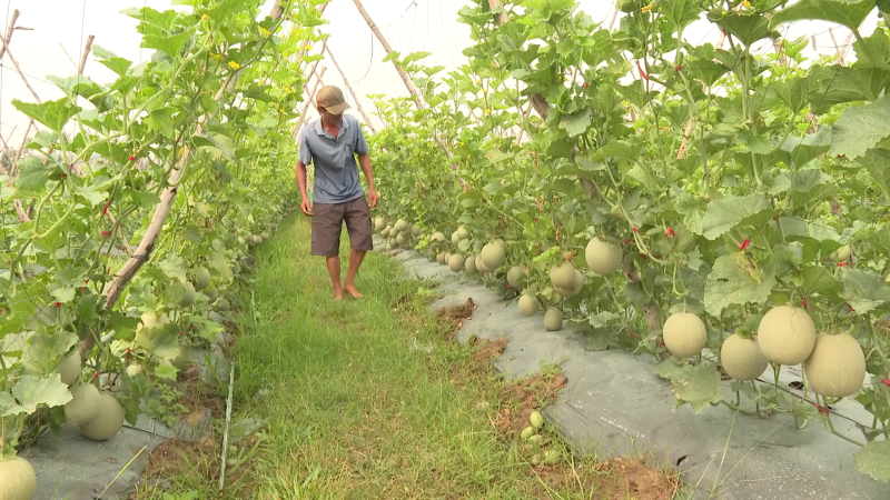 Anh nông dân mê trồng dưa lưới