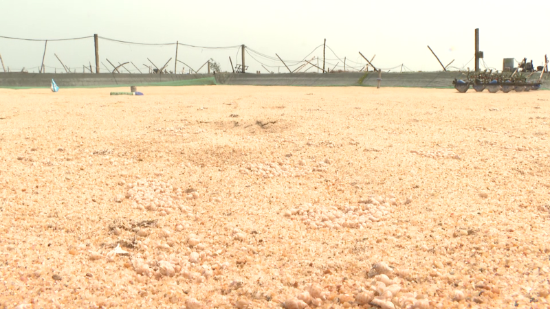 Ốc hương bị dịch bệnh