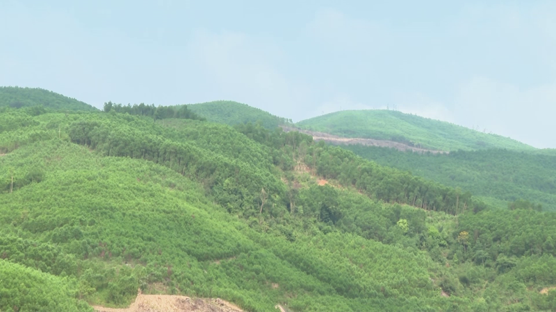 Giám sát cháy rừng qua vệ tinh