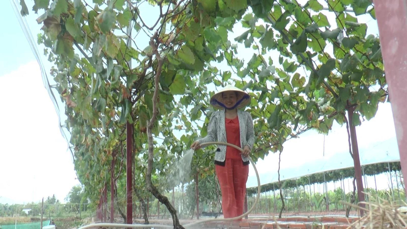 Độc đ&aacute;o vườn nho ngọt tr&ecirc;n v&ugrave;ng đất mặn C&agrave; Mau
