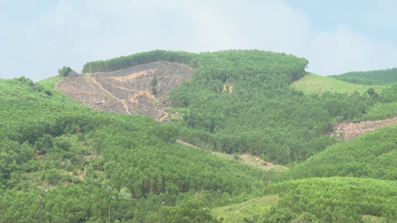 Quảng Ngãi phòng chống cháy rừng